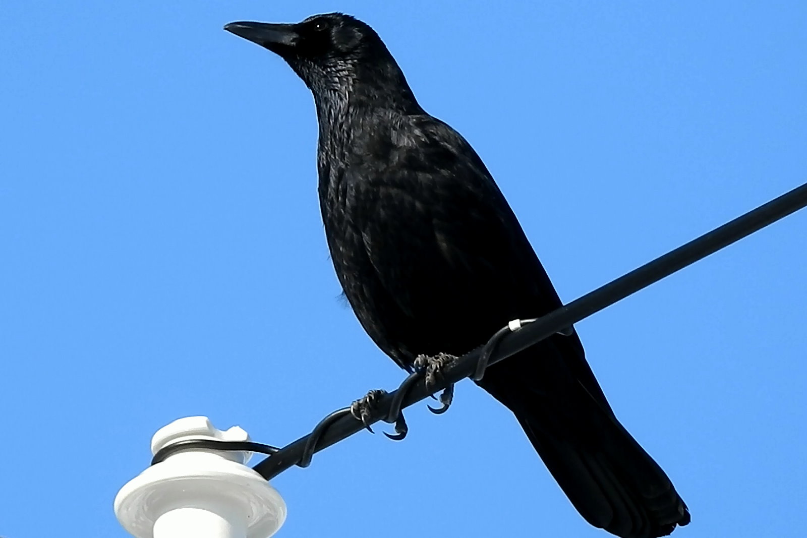 小嘴烏鴉Corvus corone