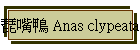 \Ln Anas clypeata