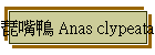 \Ln Anas clypeata