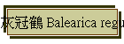 ǫab Balearica regulorum