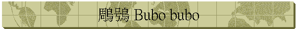  Bubo bubo