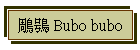  Bubo bubo