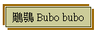  Bubo bubo