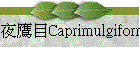 ]N Caprimulgiformes