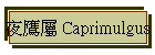 ]N Caprimulgus