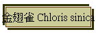 ͳ Chloris sinica