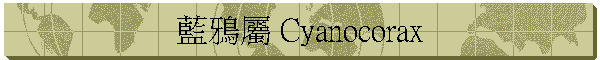 ž~ Cyanocorax