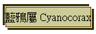 ž~ Cyanocorax