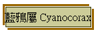 ž~ Cyanocorax