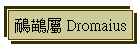 {鶓 Dromaius