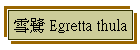 O Egretta thula