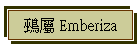 鵐 Emberiza