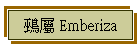 鵐 Emberiza