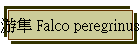 G Falco peregrinus