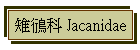 n鴴 Jacanidae