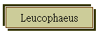 Leucophaeus