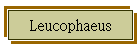 Leucophaeus