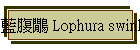 Ÿq Lophura swinhoii