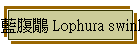 Ÿq Lophura swinhoii