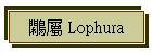 p Lophura