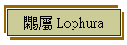 p Lophura