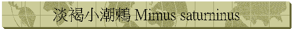 HŤp鶫 Mimus saturninus