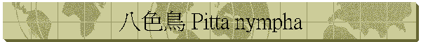 K⳾ Pitta nympha