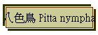 K⳾ Pitta nympha