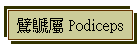  Podiceps