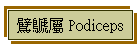  Podiceps