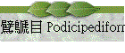 ¥ Podicipediformes