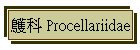 鸌 Procellariidae