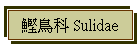  Sulidae