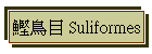  Suliformes