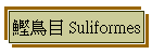  Suliformes