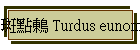 I Turdus eunomus