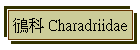 鴴 Charadriidae