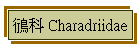 鴴 Charadriidae