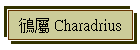 鴴 Charadrius