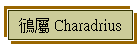 鴴 Charadrius