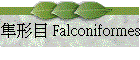 GΥ Falconiformes