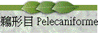 ϧΥ Pelecaniformes