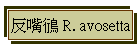 ϼL鴴 R. avosetta