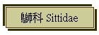 Ƭ Sittidae